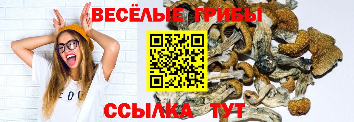 Псилоцибиновые грибы Cubensis Вологда
